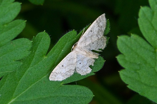 Idaea biselata  --  Moth  --  Papillon nocturne