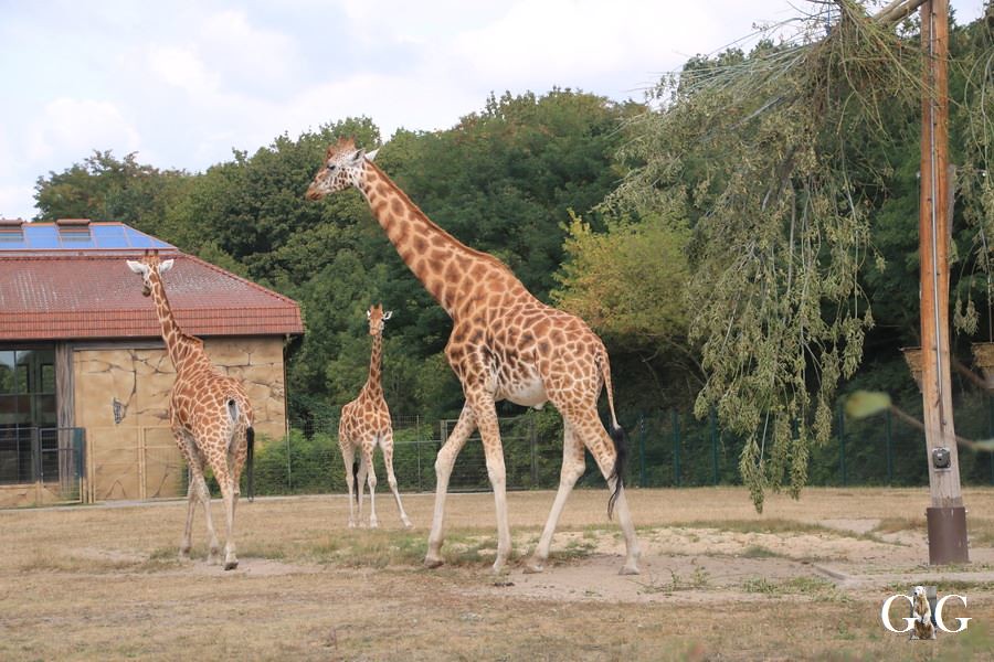 Besuch Tierpark Friedrichsfelde 08.09.2019103