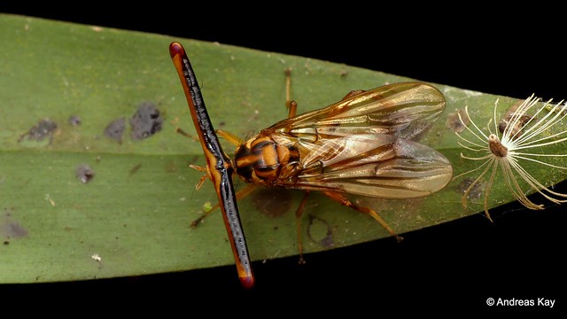 Hammerhead fly, Richardia telescopica?