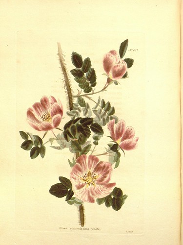 n182_w1150 | The botanical cabinet London :John & Arthur Arc… | Flickr