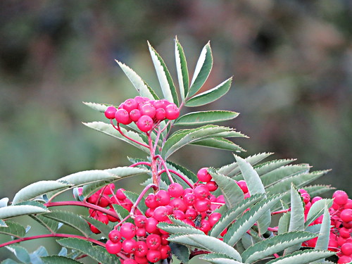 tree berries red green leaves mountainash fall food nature depthoffield inexplore 6000viewsunlimited