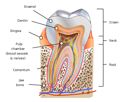 Image showing the different parts of a tooth