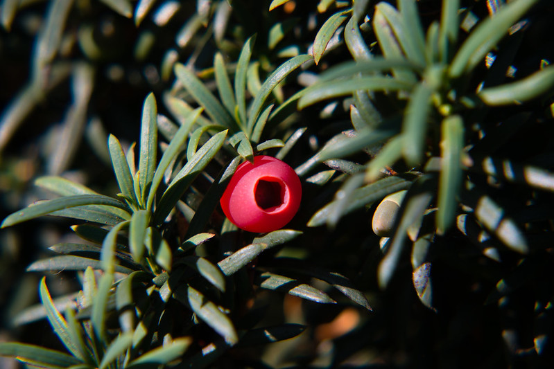 Red for warning: yew "berry"