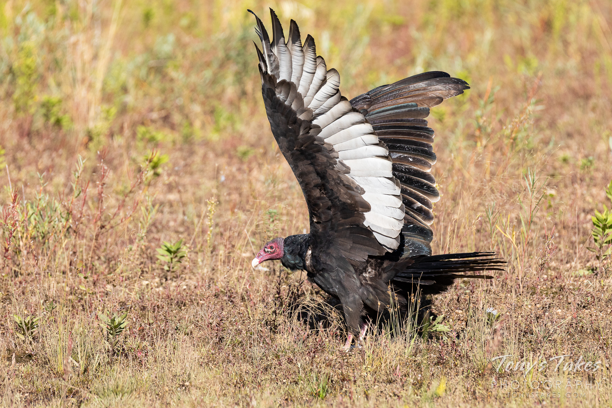 Turkey vulture prepares to fly