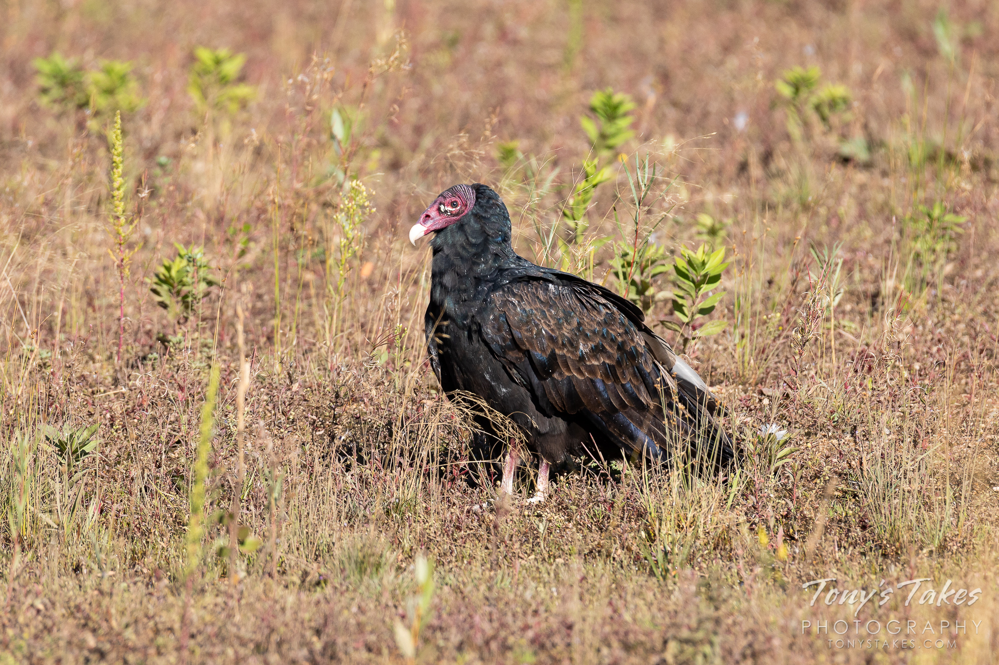 A turkey vulture in Estes Park, Colorado. (© Tony’s Takes)