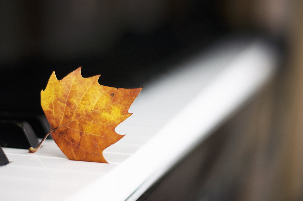 Autumn leaf resting on black and white piano keys