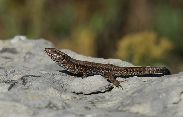 Wall Lizard seconds after swallowing a wasp.