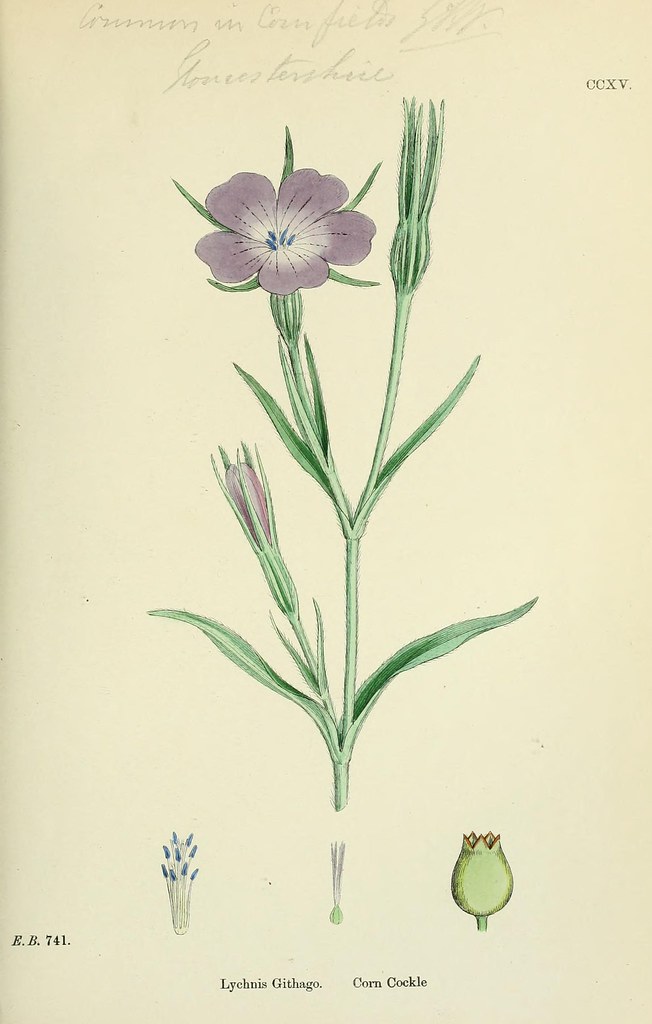 n194_w1150 | English botany, or, Coloured figures of British… | Flickr