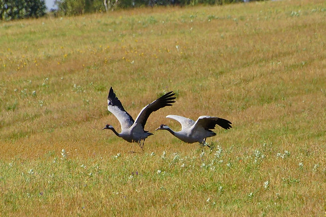 Cranes take off to flight