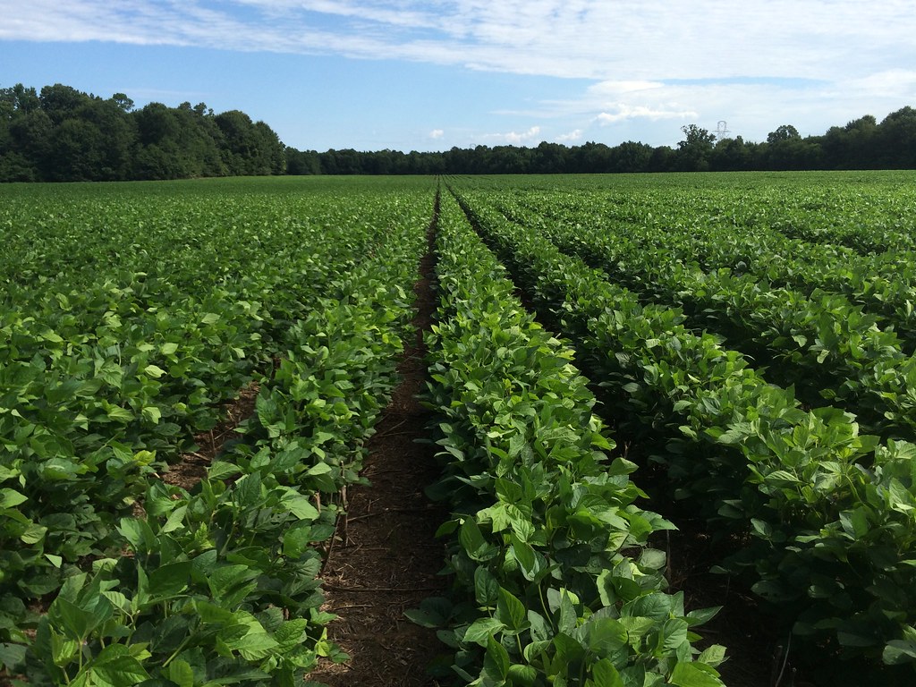 Soybeans. Photo by Alabama Extension.