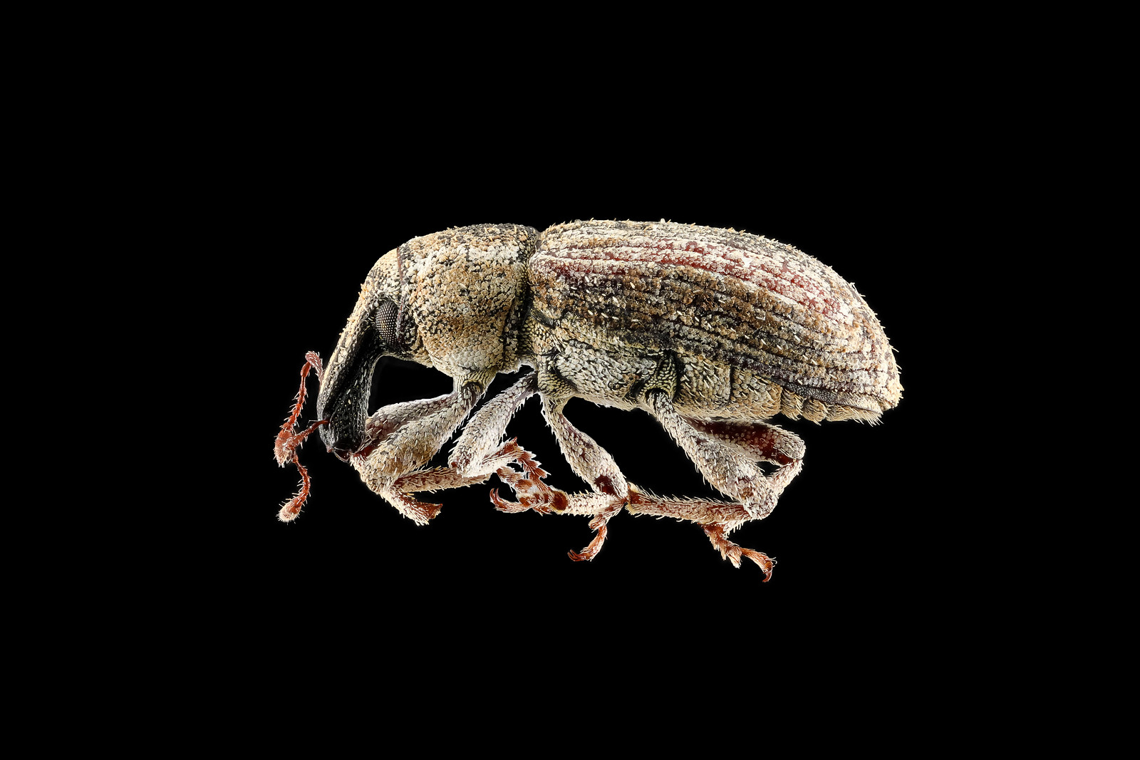 Insects - Microfauna Collection | Flickr