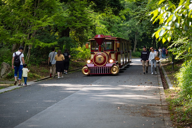 Forest Train