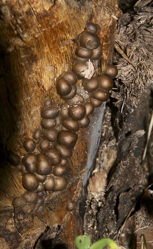 2017 colorado flickr fungi gps export nationalforests coloradonf usa unitedstatesofamerica uncompahgrenf