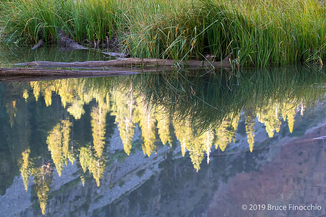 Tree Reflections In The Beaver Pond In Lundy Canyon