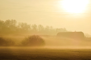 Early morning mist with barns