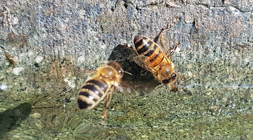 well bee water outdoors macro closeup tirolo