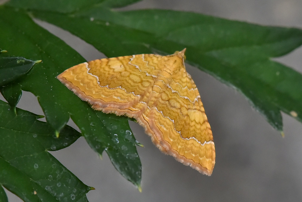 Camptogramma bilineata  --  Moth  --  Papillon nocturne
