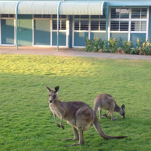 Wallaby School