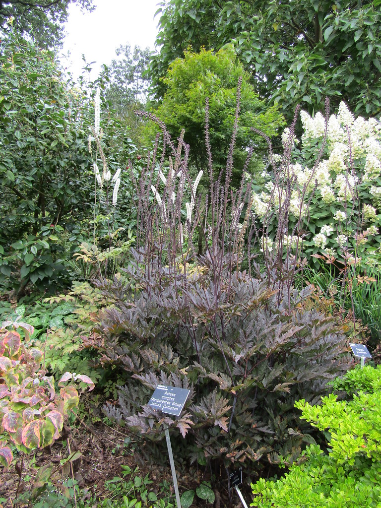 Actaea Racemosa Atropurpurea