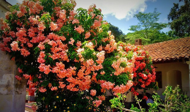 MEXICO, Yucatán ,  Tabasco, Villahermosa- Parque, Fantastische Blütenpracht 19284/11961