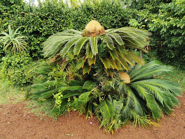 Cycas revoluta vegetación flora en plantación de piñas ananas Arruda Ponta Delgada Isla San Miguel Azores Portugal 01