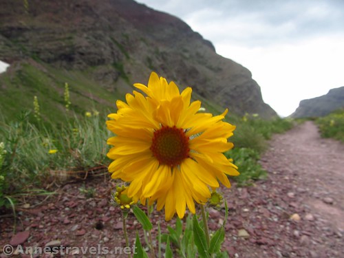 A Blanket Flower along the upper part of the Cracker Lake Trail, Glacier National Park, Montana
