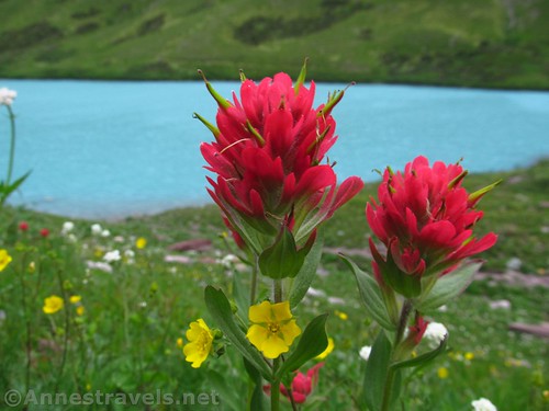 Paintbrush and other wildflowers on the shore of Cracker Lake in Glacier National Park, Montana