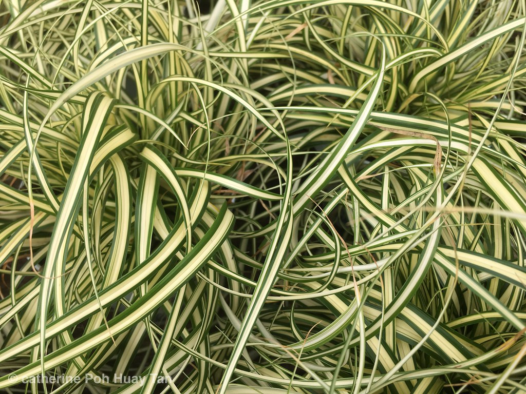 A close-up view of lush green plants, some of which could be appealing to curious cats.