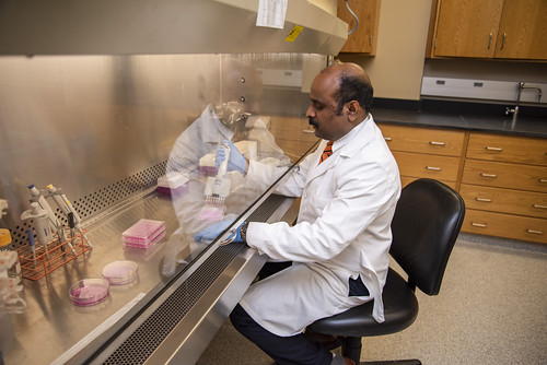 Ramesh Jeganathan works in the lab. 