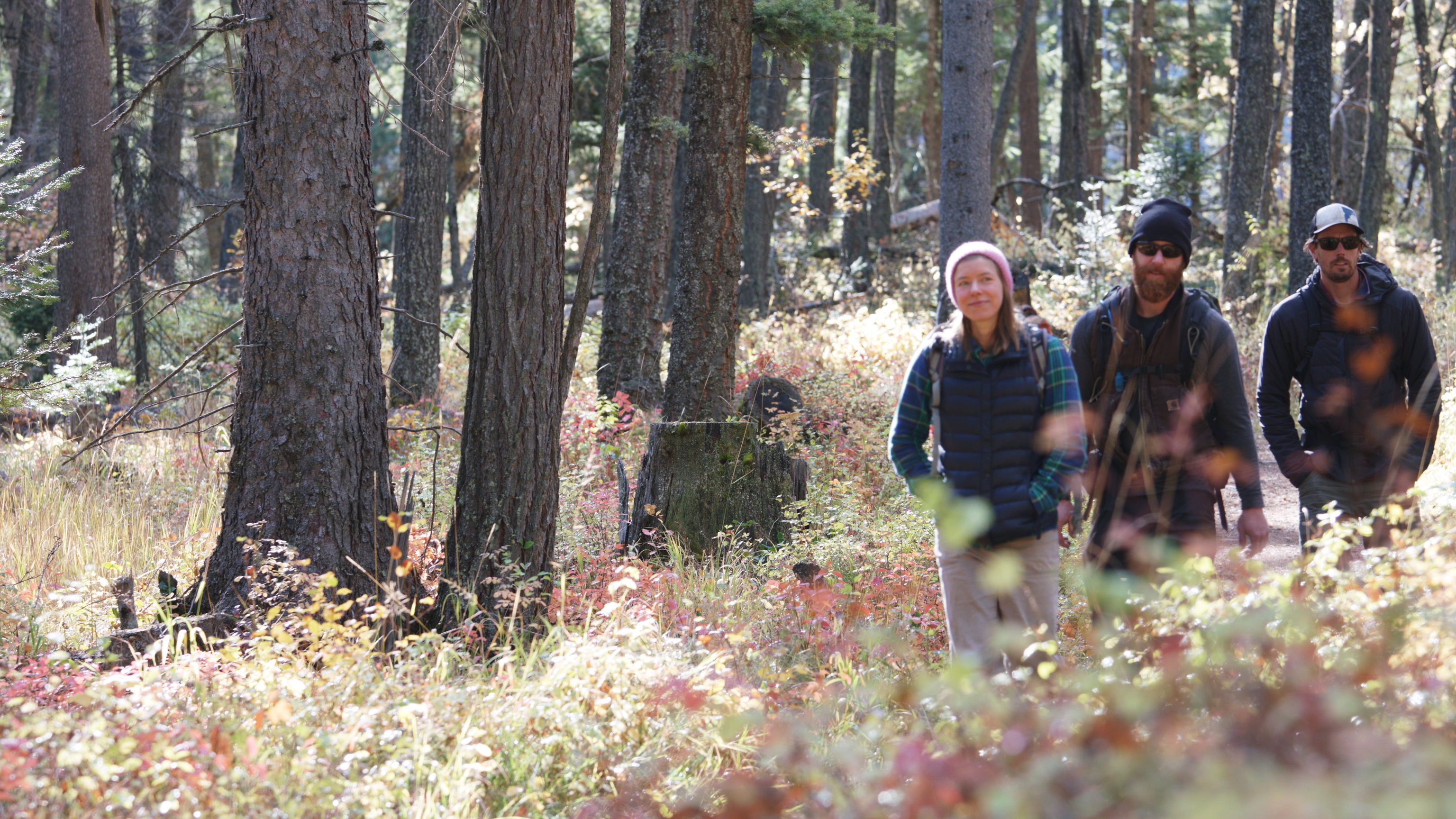 Three people in vests, flannel and jackets hike through a conifer forest surrounded by fall-colored bushes.
