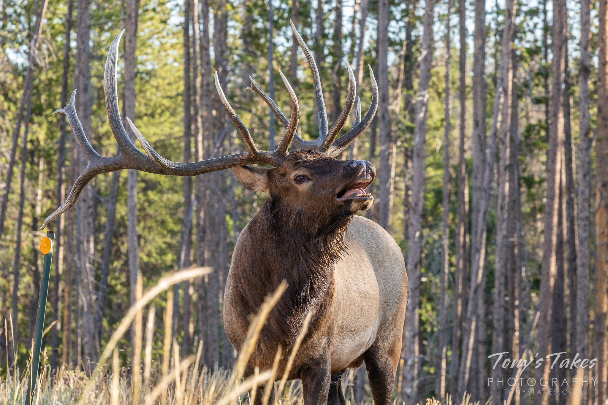 Big bull shows off its smile for Wapiti Wednesday