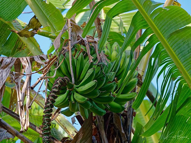 Plantain Bananas (Musa paradisiaca). Bougainvillea Hotel, Costa Rica