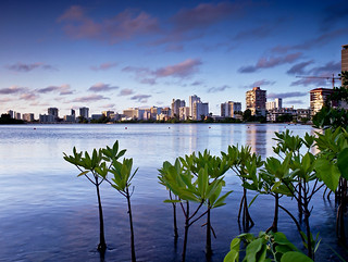 Mangrove and the City