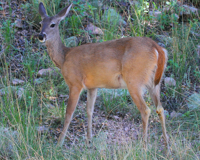 IMG_3461 Arizona White-Tailed Deer, Chiricahua National Monument