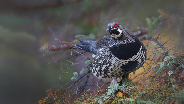 Spruce grouse  (Falcipennis canadensis). M