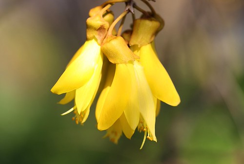 Iconic Kowhai | by kiwi photo lover