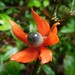 Sous-bois de Guyane française - Heisteria cauliflora