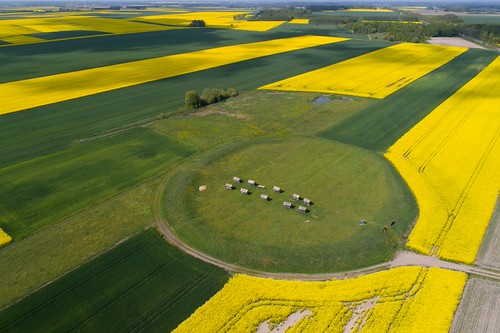 Zbrucz by MFA of Poland, Pola rzepaku w sąsiedztwie wczesnośredniowiecznego grodziska.
Zbrucz w pobliżu Hajnówki.

Rape field