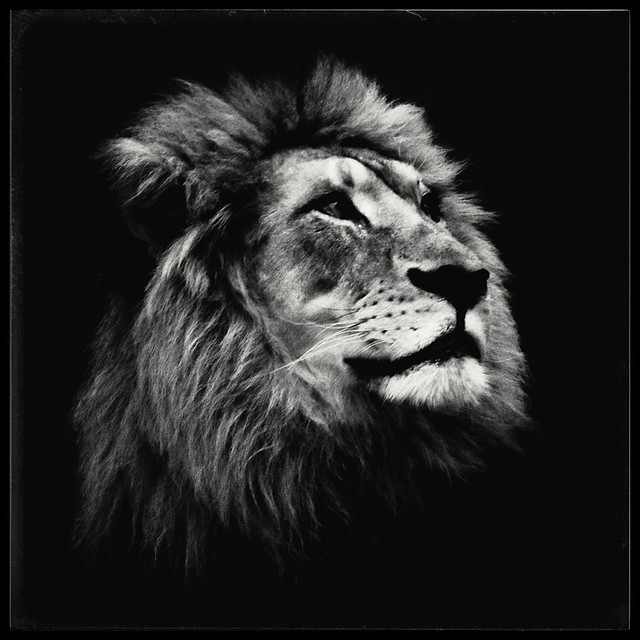 King John of the Cincinnati Zoo