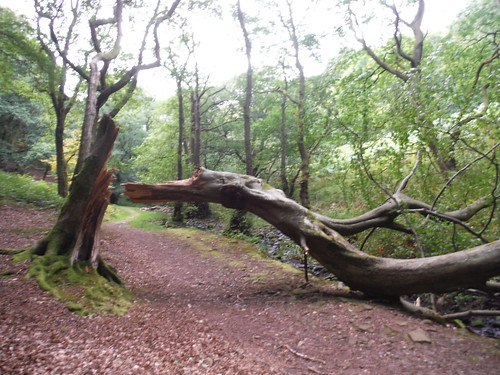 Fallen Tree in St. Mary's Vale SWC Walk 334 - Sugar Loaf (Abergavenny Circular)