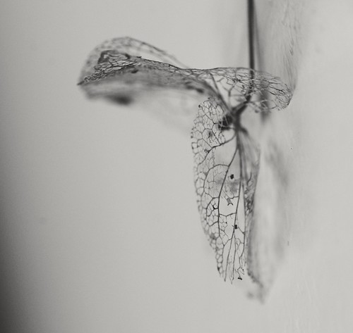 Fragile... | by hielkemaalie