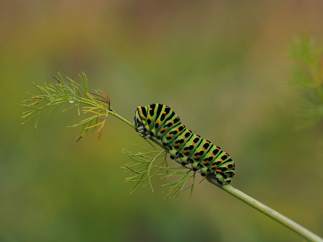 Raupe des Schwalbenschwanzes (Papilio machaon) auf Bärwurz (Meum athamanticum), Elsenborn, Ostbelgien