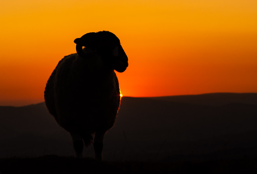 Sheep on Stanage Edge at Sunset