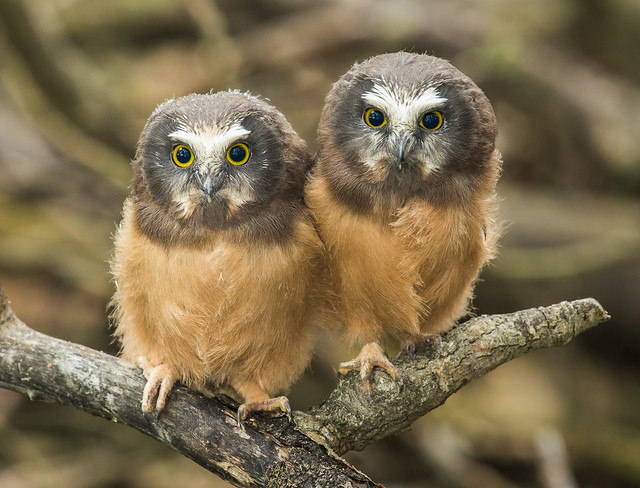 Northern Saw-whet Owl Fledglings - Aegolius acadicus (Strigidae) 116v-18763