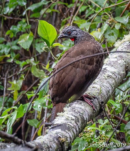 andeanguan guans penelopemontagnii pomachochas amazonas peru