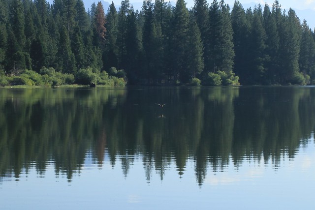 Tried to capture a fast moving mallard duck @humelake @sequoiakingsnps @visitcalifornia this July with my @canonusa 80D as it made its way across the lake. Hard to focus manually on such a fast flight . . .  #nature #landscape #hume #humelake #teamcanon