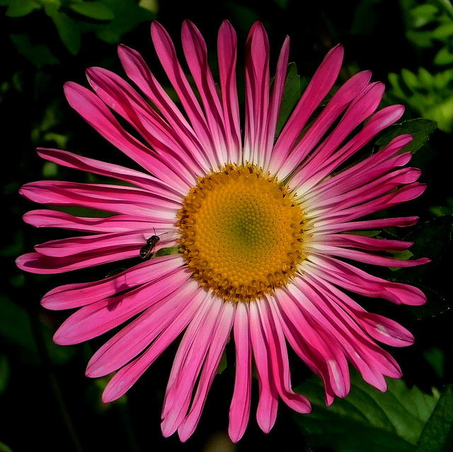 Aster.