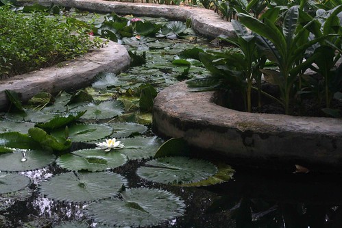 City Hangout - Lily Pond, Lodhi Gardens