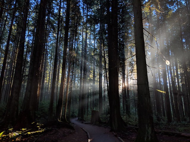 Dark fairy-tale forest