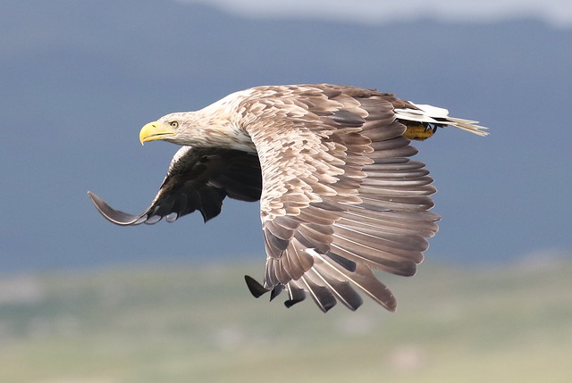 White tailed eagle from Lady Jayne